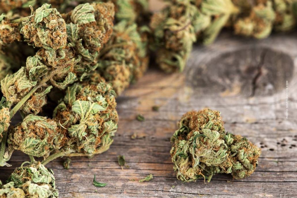 cannabis-sorte-blute-bud-blute-tisch-shop-thc-aroma-xl-box