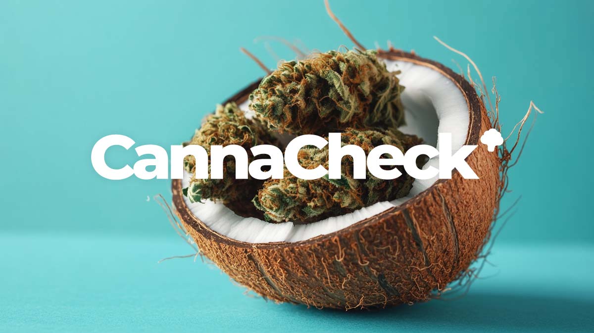 cannacheck-preis-vergleich-cannabis-kokos-cookie-beliebte-sorte-3-buds-in-kokosnuss